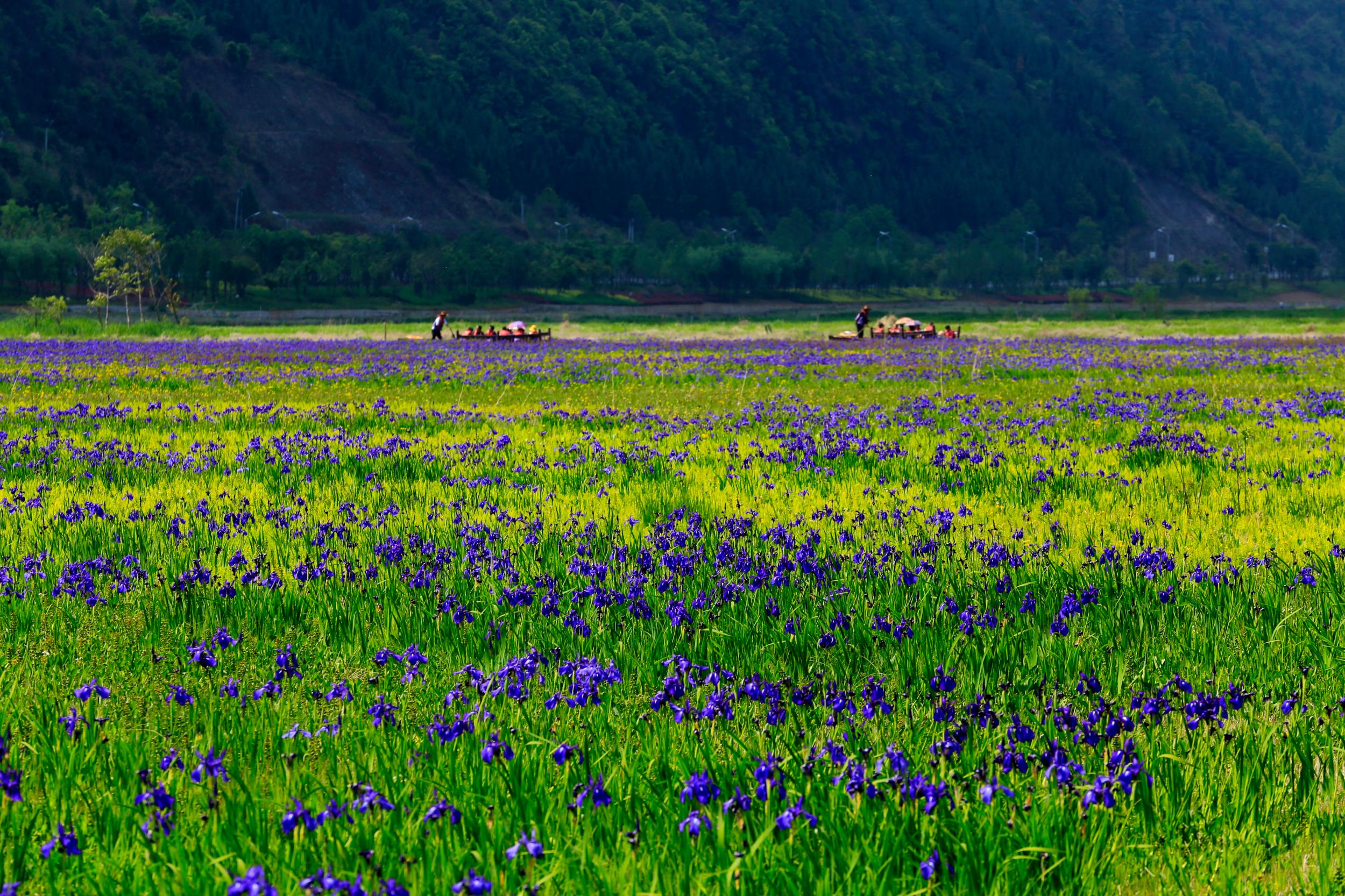 北海湿地 20140419刘正凡摄 (564).JPG