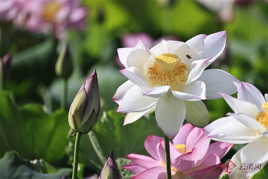 高清组图大理洱源东湖十里荷香鸟欢