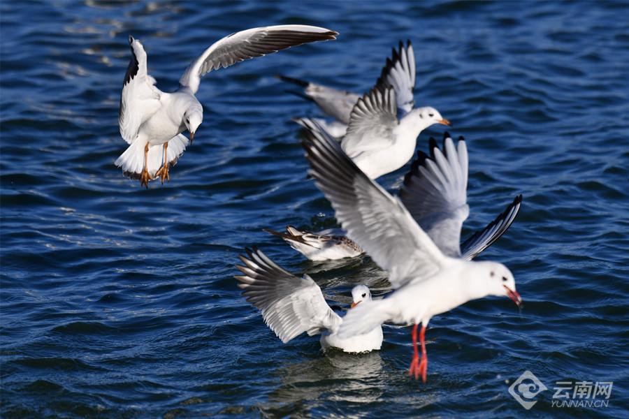 云南杞麓湖畔迎来观鸥季