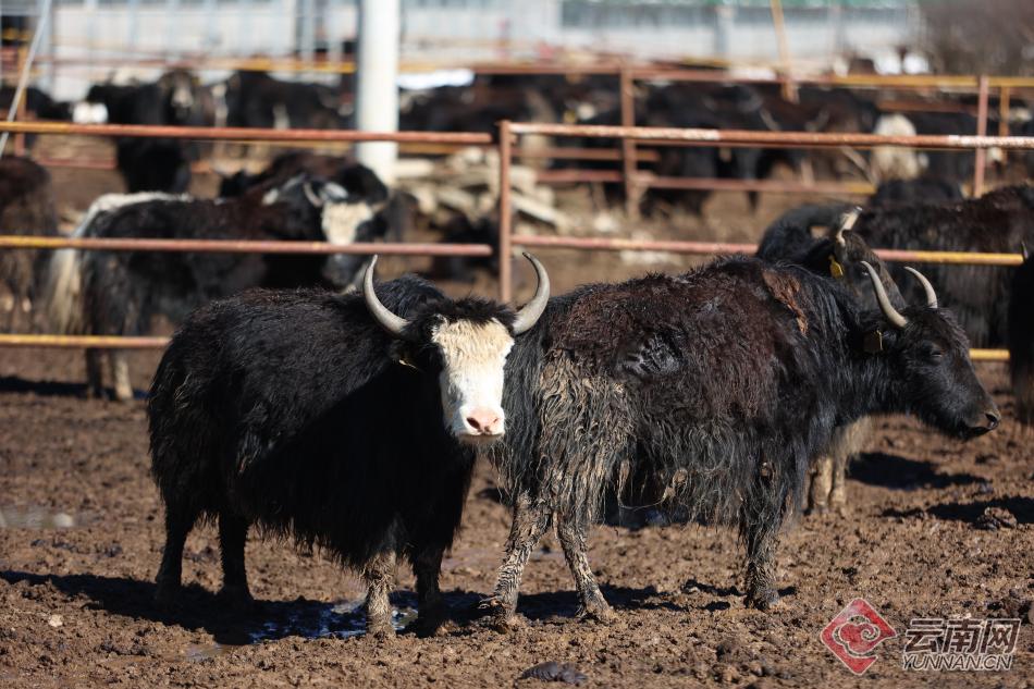 【高清组图】云南迪庆小中甸镇:牦牛"驮来"好日子