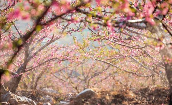 云南省文化和旅游厅