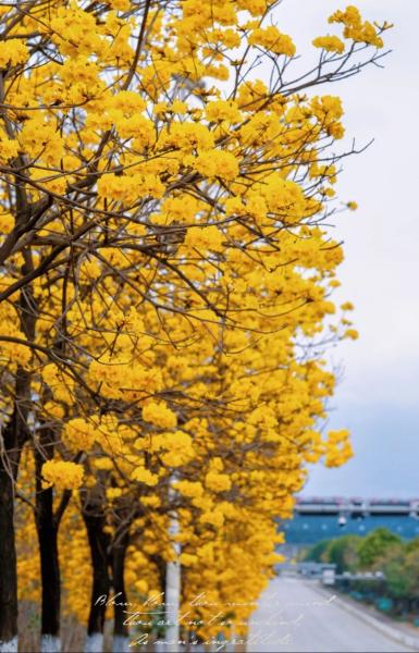 云南省文化和旅游厅