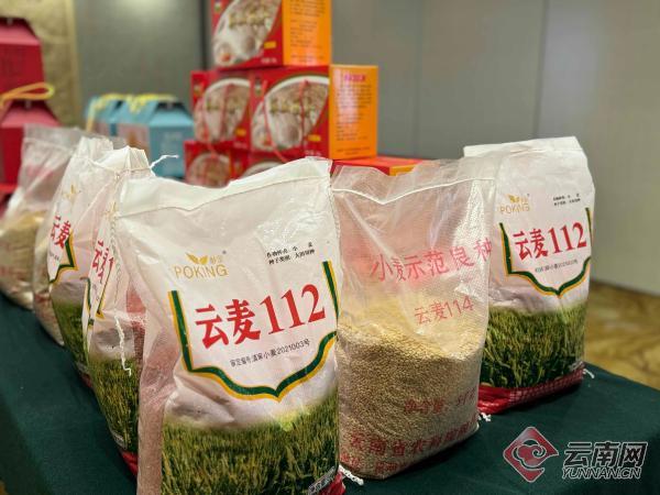 展示领先科技推介云麦良种云南省小麦单倍体育种技术成果推介会在师宗