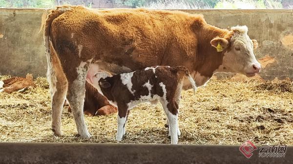 672024一起牛new一头牛背后的黄金密码