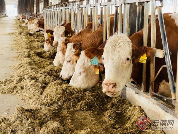 672024一起牛new一头牛背后的黄金密码