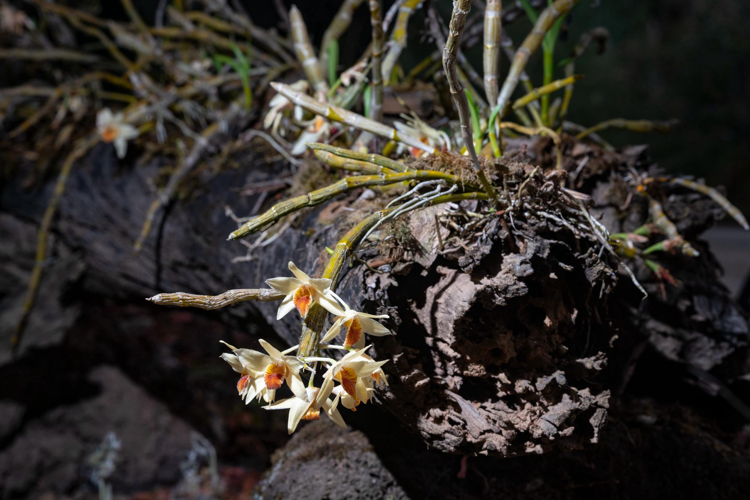 科普云南仙草奇缘尖刀唇石斛棒茎斜立花溢香银瓣红纹春意长