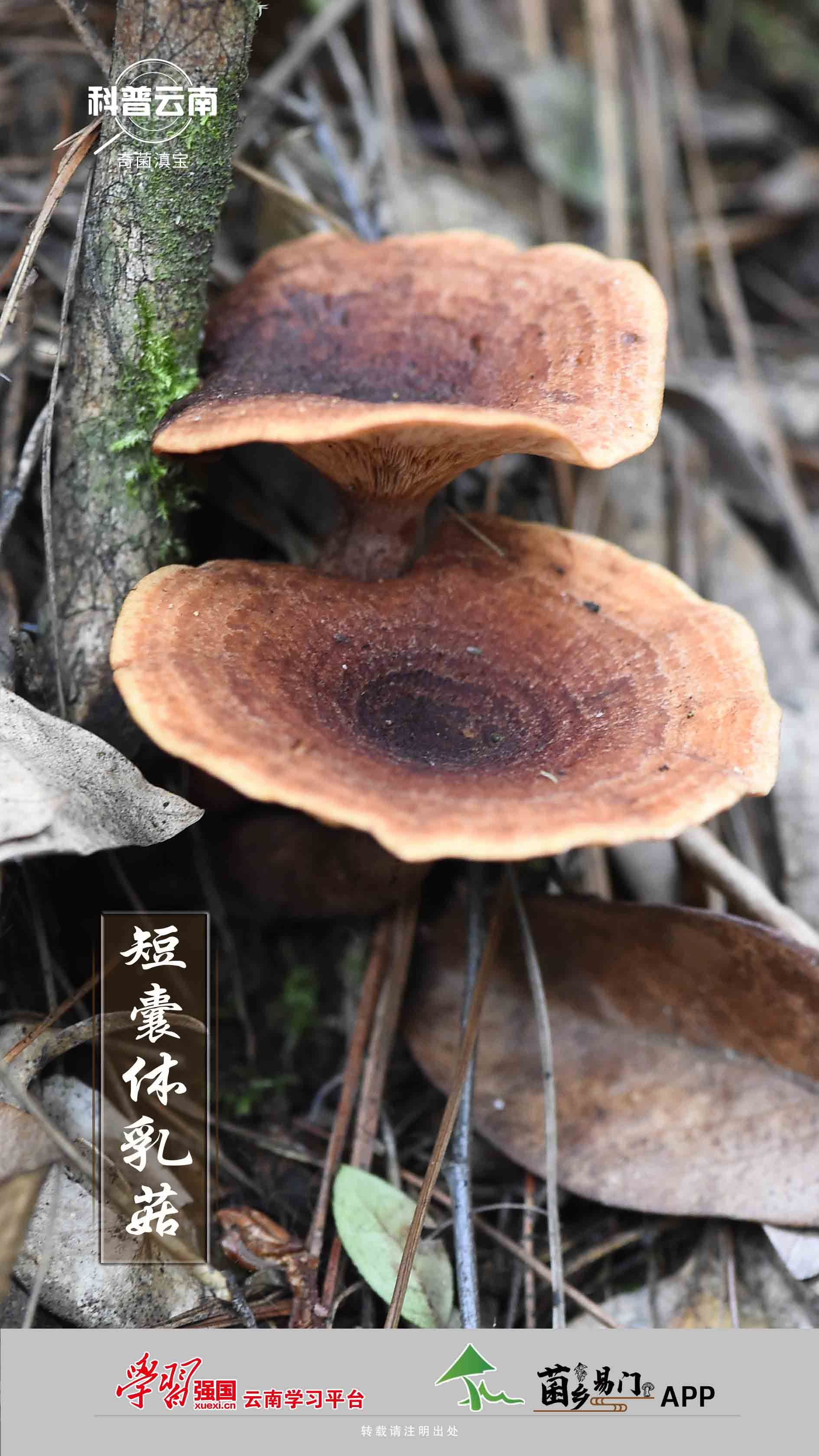 形态:菌盖直径4cm至7cm,中部凹陷,呈棕色至红褐色,中部色深,密被细小