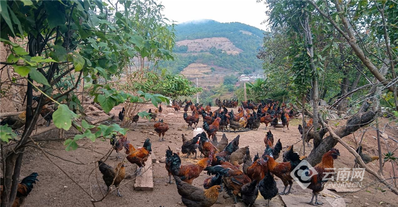 大理漾濞林下跑出村民致富好钱景