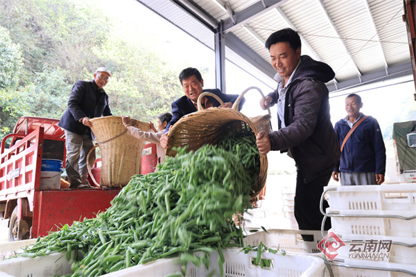 美好生活在云南嵩明县核桃村日子甜过脆豌豆