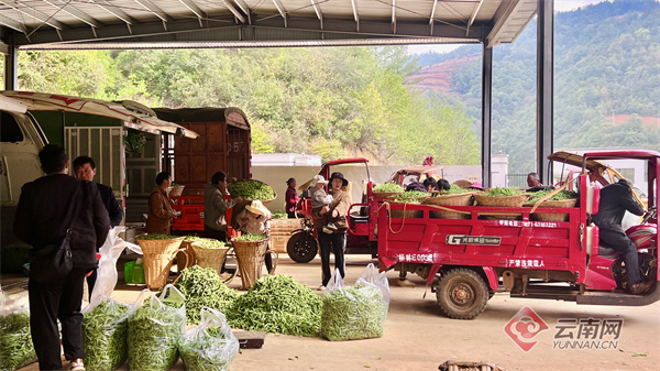 美好生活在云南嵩明县核桃村日子甜过脆豌豆