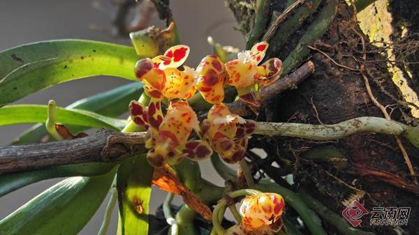 云南龙陵藏在原始密林的迷你盆距兰