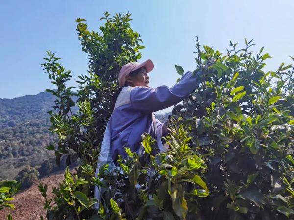 普洱景谷:深山野茶香 茶农抢摘忙_资料区_云南频道_云南网