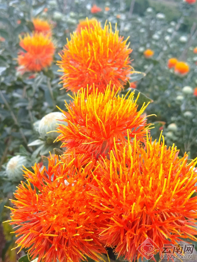 云南永胜红花产业拓宽群众致富路