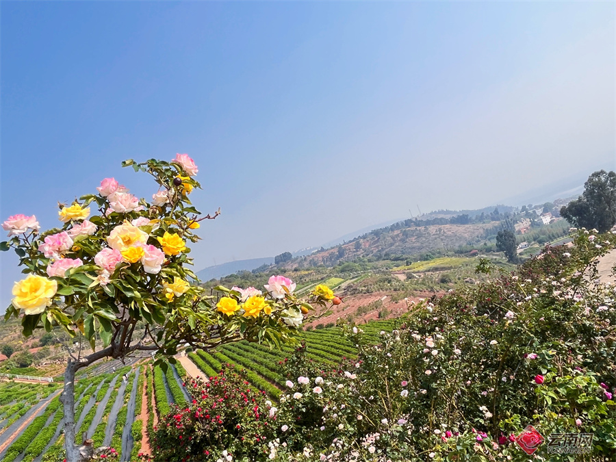 每年4月,离昆明一小时车程的阳宗海畔杨月季公司南国山花园成为打卡
