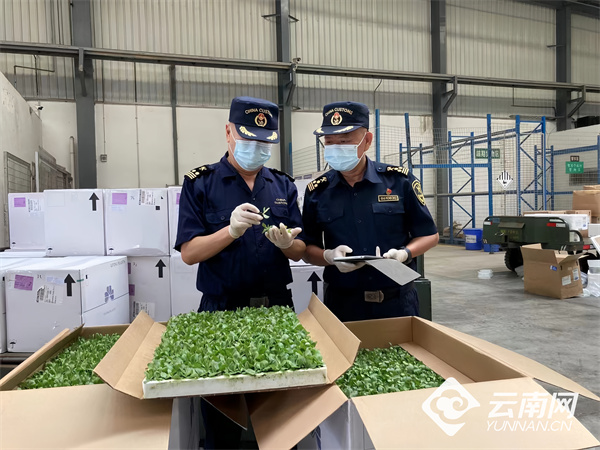 昆明海关筑牢西南国门生物安全屏障