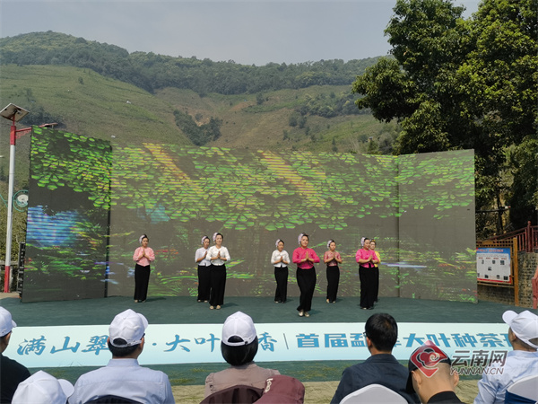 首届勐库大叶种茶开茶节活动,在勐库大叶种茶源生地临沧市双江拉祜族