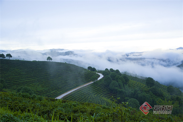 第十三届勐海(国际)茶王节将于5月16日至19日举办_经济_云南频道_云南