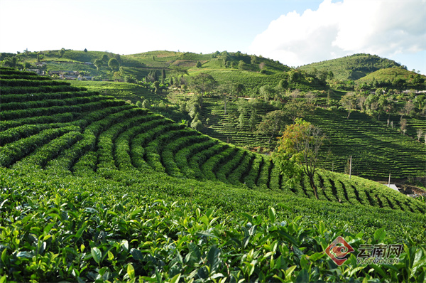 第十三届勐海(国际)茶王节将于5月16日至19日举办_经济_云南频道_云南