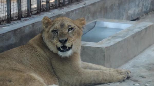 最近,个旧动物园给狮子小伙找到"女朋友"啦,在热心企业家的支持下