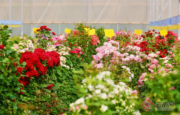 "中国芯"云花芬芳美丽经济_科教_云南频道_云南网