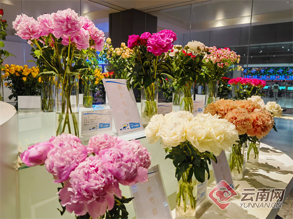 日供预计突破1000万支!母亲节遇上"520" 昆明鲜花购销两旺