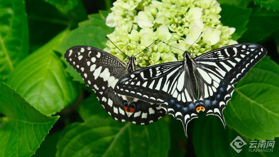 【高清组图】"飞"过千山万水,金平万只蝴蝶与上海市民见面_文娱_云南