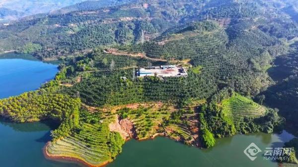 沪滇情深 镇康"哈里咖啡"香飘上海