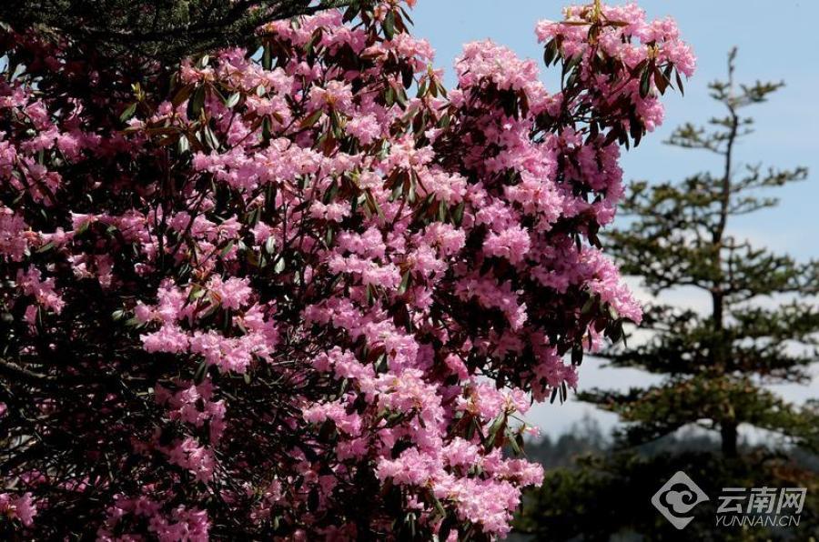 丽江老君山 夏日杜鹃花盛开 最是山花烂漫时