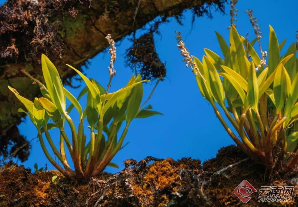 云南南滚河保护区生物家族频频"上新"