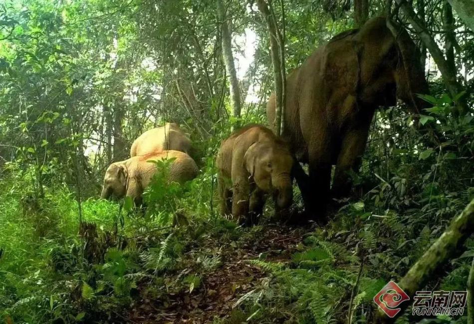 影像,时隔18年再次监测到云豹活动场景,首次发现有"蜘蛛巨人"捕鸟蛛