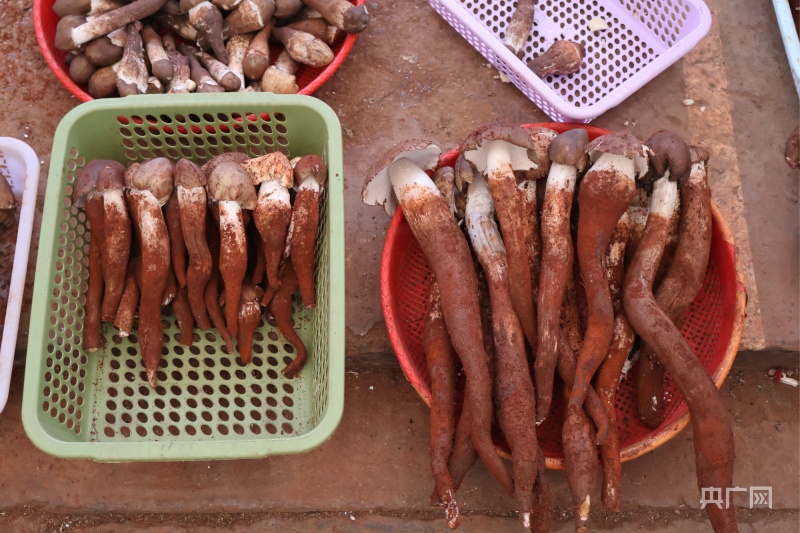 云南野生菌上市！又到一年一度“吃菌季”