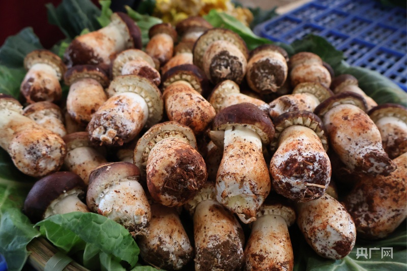 云南野生菌上市！又到一年一度“吃菌季”