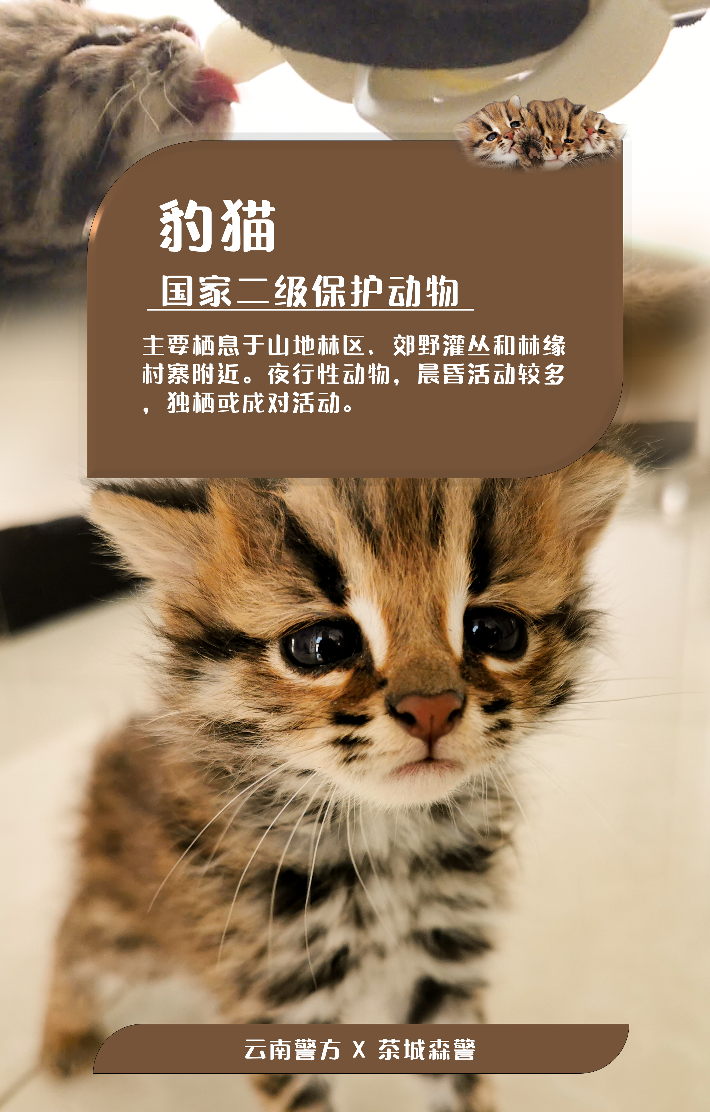 海报|快看!云南这些小动物有着惊人的"身价"