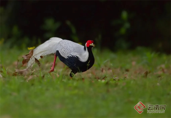 国际生物多样性日|临沧市临翔区:滇西南"动植物王国"的缩影