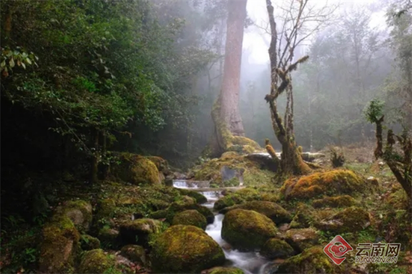 国际生物多样性日|临沧市临翔区:滇西南"动植物王国"的缩影