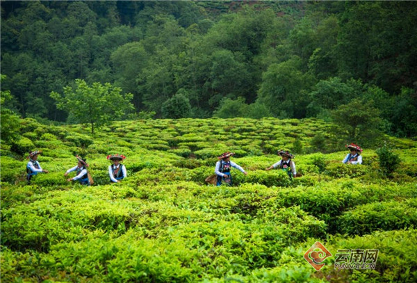 楚雄南华:人大代表来助力 茶香烹出乡村振兴新活力_经济_云南频道