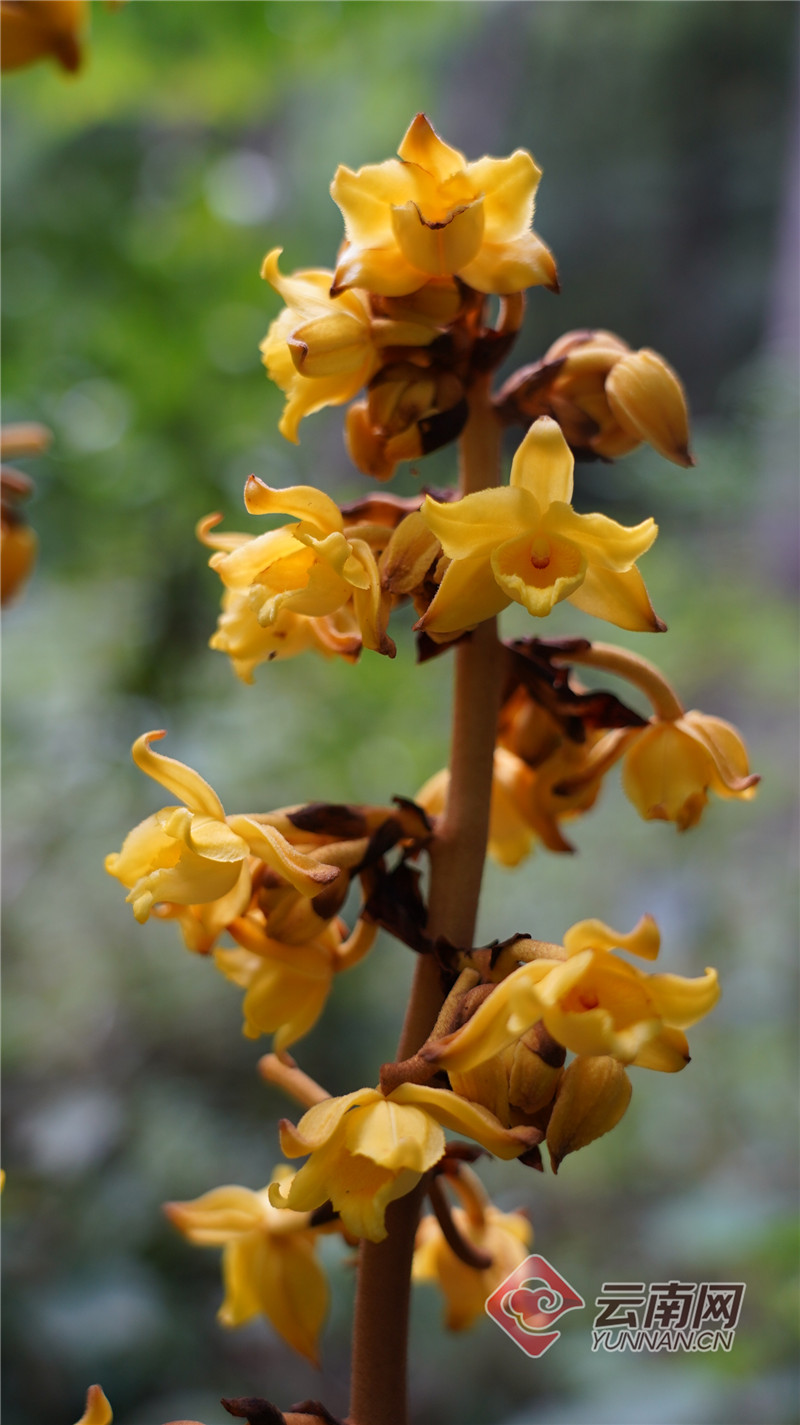 宾川发现国家二级重点保护野生兰科植物毛萼山珊瑚