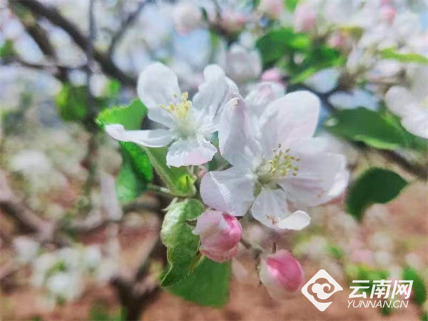 宁蒗新营盘乡头道沟村:千手捕"蝶""蝶"舞满人家_经济_云南频道_云南网