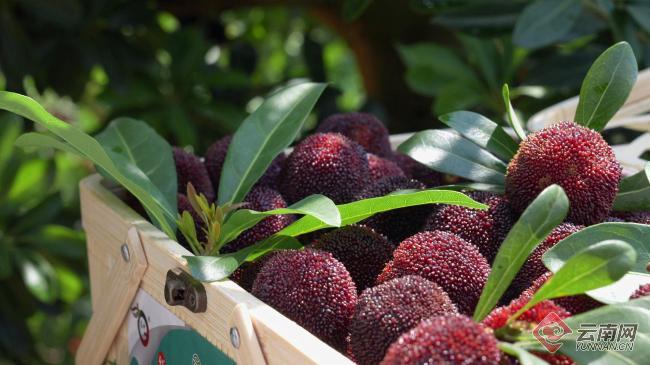 "锁"住美味 让云南石屏杨梅"鲜"向全国