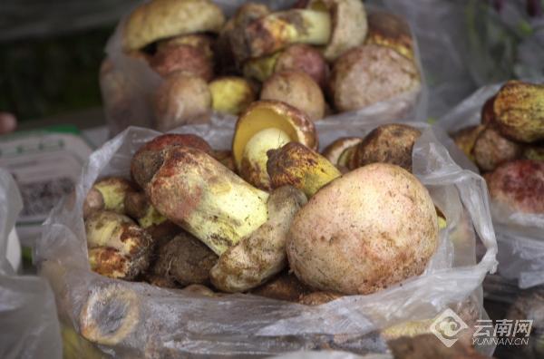 科教> 在龙陵县农贸市场,野生菌种类十分丰富,有粉菌,野生平菇,见手青