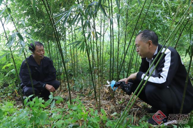 云南频道>经济> 做好"竹文章" 坚持生态富民 供图近年来,昭通市大关县