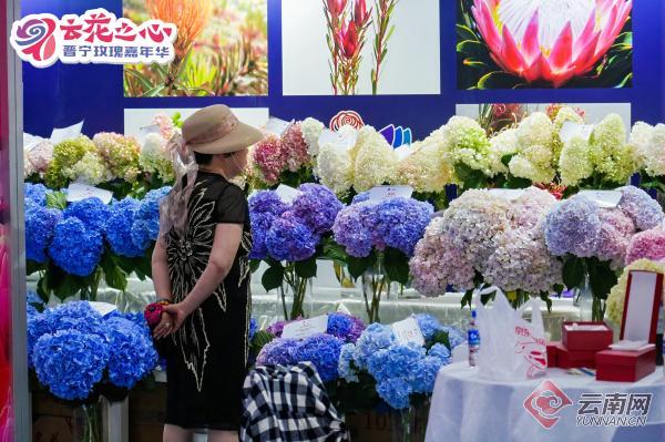 共赏云花共促发展"云花之心61晋宁玫瑰嘉年华"云南晋宁启幕
