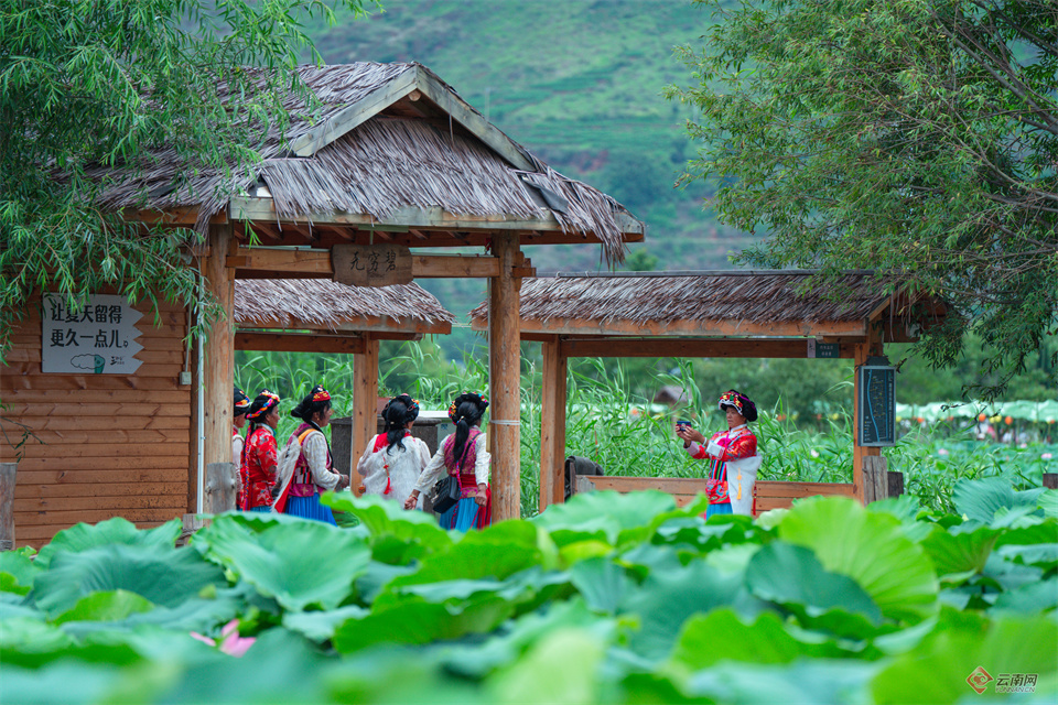 赏荷花,品荷珍,逛荷集……丽江市永胜县第三届荷花季启动_云南网