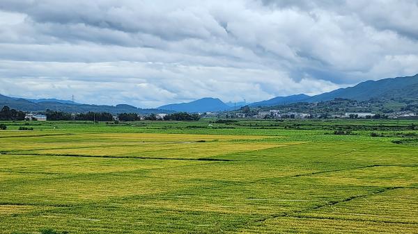 普洱景东文井镇5000亩稻种喜获丰收