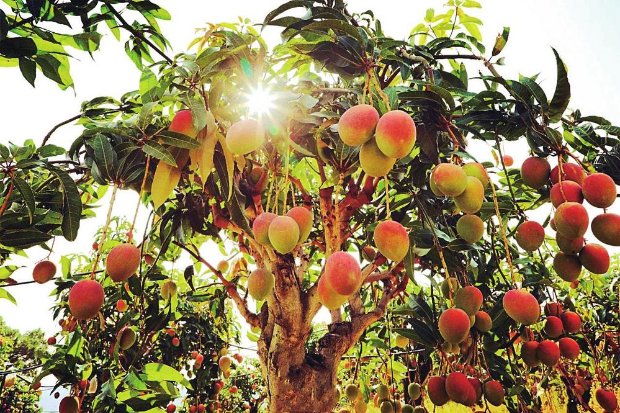 华坪县：芒果文化季激发产业链活力