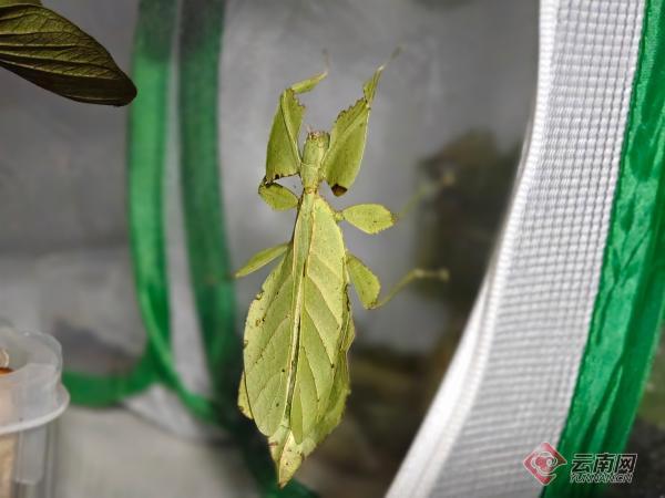 大理：从生物防治到文创，昆虫产业玩出多元花样_科教_云南频道_云南网